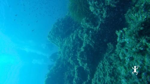 Explore the underwater world of the Cilento coast with the Peppeniello dive in Campania.