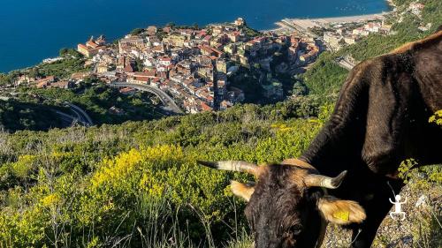 Immerse yourself in the Mediterranean scrubland accompanied by a local Environmental Hiking Guide, trekking through verdant and scenic trails until reaching the summit in the Amalfi Coast.