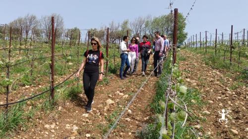 Geführte Besichtigung der Weinkellerei mit einem Spaziergang im Weinberg für ein Paar-Erlebnis in Kampanien