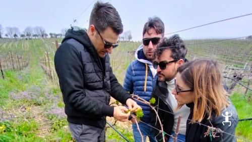 Escursione nei vigneti con enologo per esperienza di coppia in cantina