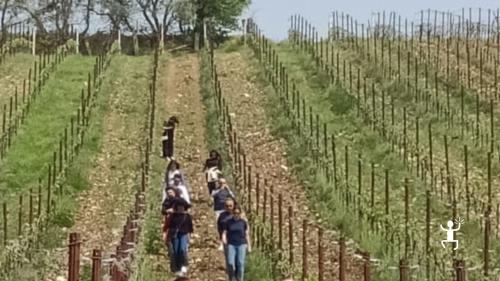 Visita guidata di gruppo con esperto di erbe spontanee in Campania