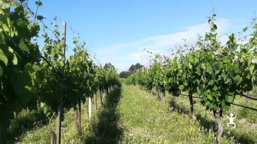 Wanderung durch die Weinberge zur Entdeckung einer großen Vielfalt an Wildpflanzen in Ponte, Benevento.