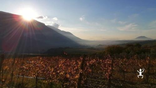 Attività di gruppo in un vigneto a pochi chilometri da Benevento per un picnic con il fascino del tramonto in Campania