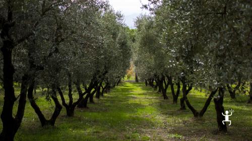 Un'esperienza di laboratorio di pasta per gruppi a Benevento, con visita agli oliveti e degustazione di olio d'oliva locale.