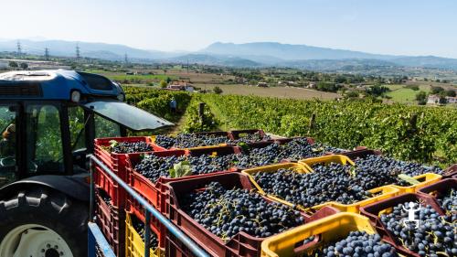 Tralci di vite e ulivi secolari nella tenuta, emblema della tradizione enologica e agricola di Benevento in Campania.