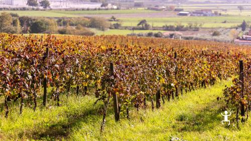 Vista panoramica dei vigneti di una tenuta immersa nella natura a Benevento, nel cuore del Sannio in Campania.