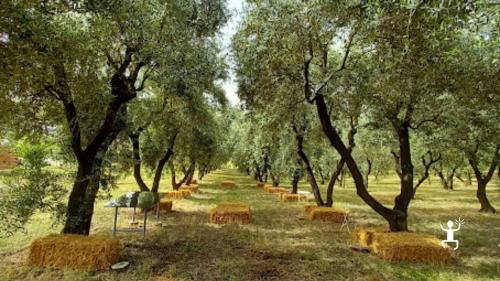 Gruppo di partecipanti passeggia tra uliveti e vigneti durante un picnic aziendale di team building nel verde di Benevento.