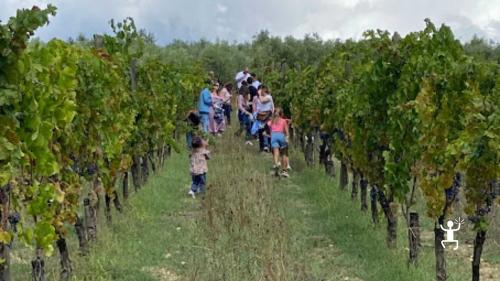 Visita ai vigneti di Benevento durante una degustazione di Aglianico del Taburno, ideale per gruppi e team building in Campania.