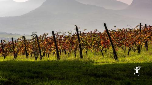 Esplora i filari di vigneti della tenuta di Benevento, un'esperienza immersiva nella tradizione vitivinicola del Sannio. Perfetto per gruppi che desiderano scoprire il processo di produzione dei vini locali.