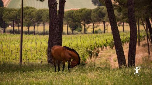 Passeggiata panoramica tra i vigneti, gli oliveti e i campi di grano, con animali da cortile che arricchiscono l'esperienza tra vigneti e paesaggi del Sannio.