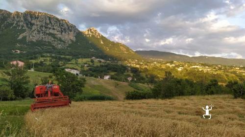 Campi di cereali per la produzione di birra artigianale da filiera corta nel Sannio, in Campania