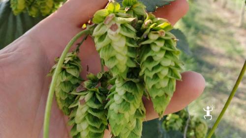 Un bellissimo grappolo di luppolo coltivato nel Sannio, in Campania