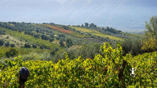 Esperienza in cantina tra i vigneti del Sannio 