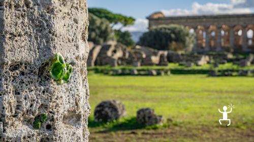 Park paestum tickets with archaeologist experience