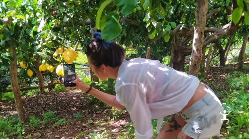 Production of Amalfi sfusati lemons in Campania