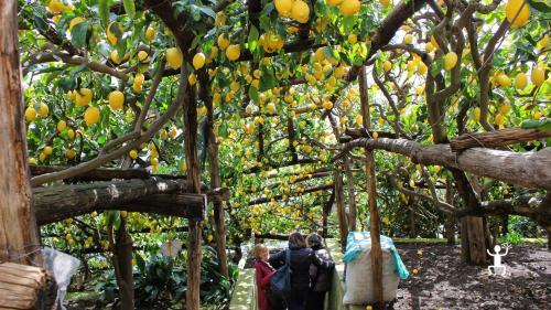 Tourists in lemon groves on the Amalfi Coast to experience Campania