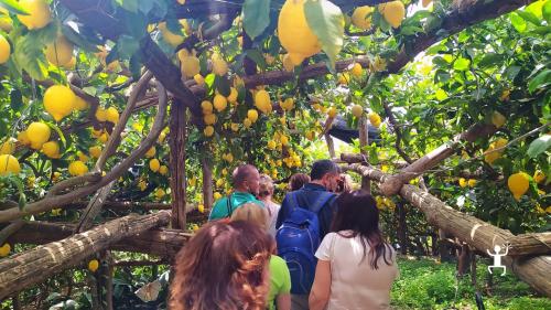 Experience Campania with guided tour and tasting on the Amalfi Coast