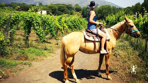 Horseback riding in Campania in the Vesuvius National Park