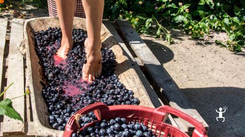 Coppia che fa un'esperienza autentica in Campania con la pigiatura dell'uva a piedi nudi in una cantina del Sannio