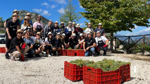 Grape harvest in the Sannio region of Campania with lunch