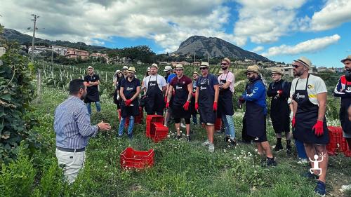 Grape harvest at a sannio winery with wine tasting and km 0 lunch 