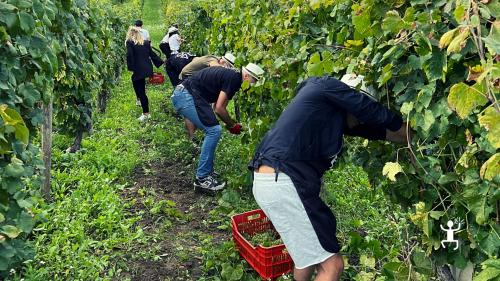 Manual grape harvesting with team building experience for corporate event in Campania, Italy