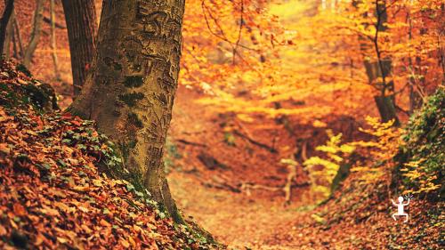 trekking con guida ambientale sulle montagne della Campania per un'esperienza immersa nella natura