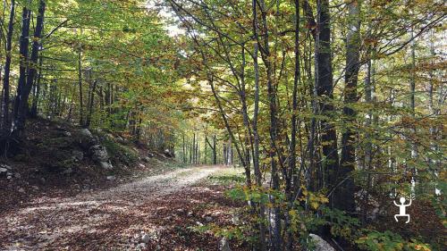 Guided hike for couples among the Matese beech forests in Campania with hiking guide