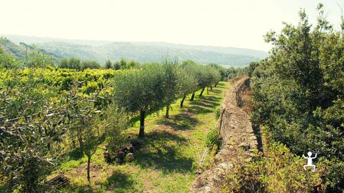 Experience for groups among the indigenous vineyards in the Campi Flegrei in Campania