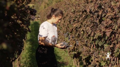 Walk through the vineyards of a winery near Naples in Campania, Italy.