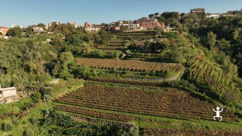 Vineyards on the slopes of the Astroni crater in Campania