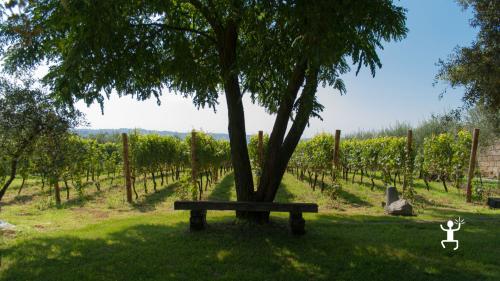 Experience among native vineyards in the Campi Flegrei in Campania 