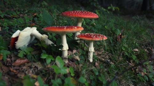 explore the flora between Mount orso and the piano of the pianellone during trekking in the Matese Regional Park in Campania