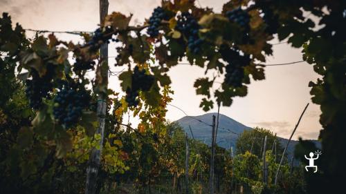 Guided tour experience among the vineyards of Vesuvius National Park in Campania, Italy