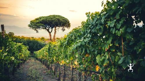 Sunset in the vineyard for wine tasting experience in Campania at a winery in Vesuvius National Park 