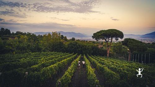 Gift card in campania to gift winery experience in naples on vesuvius