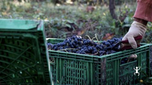 Group experience in Campania winery with visit to vineyards in Teano in the province of Caserta