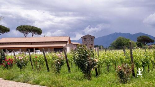 Guided tour and amphora wine tasting experience at Wine Resort i Cacciagalli in Teano to Discover the winemaking tradition of campania felix