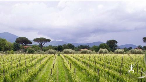 give wine lovers an experience in Campania at a winery to discover the Caserta area through its local products