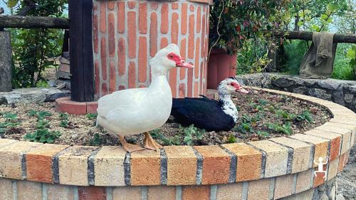 Oceans and ducks from the agritourism in the Lattari mountains in Campania, a real agritourism where you can experience a cooking class