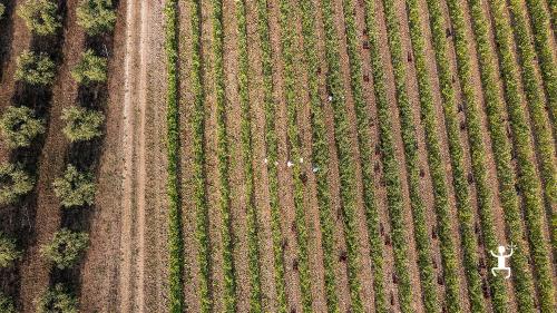 Dégustations de vins DOCG de Campanie dans le parc régional du Taburno pour une expérience en Campanie