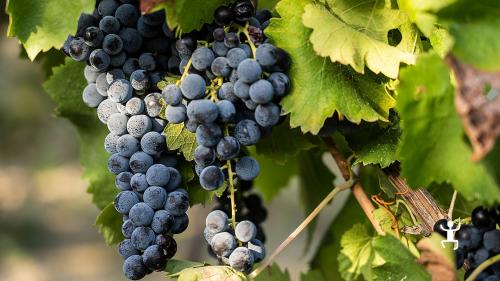 Gruppenaktivität in Kampanien mit Besichtigung der Weinberge und Verkostung von Falanghina del Taburno, Piedirosso und Aglianico DOCG