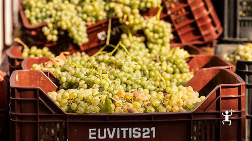 Activité de groupe pour un team building d'entreprise avec visite guidée des vignobles et dégustation en cave à Ponte Benevento en Campanie