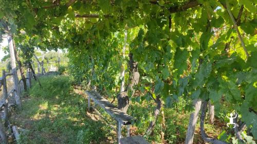 Vineyard walk with tasting of Lacryma Christi del Vesuvio in Campania Italy